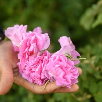 Harvesting Damask roses in Boumalne Dadès